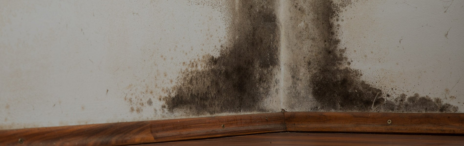 mold growth in home